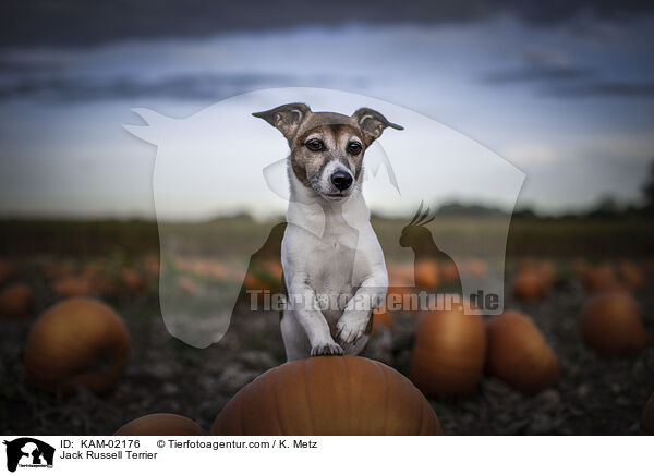 Jack Russell Terrier / Jack Russell Terrier / KAM-02176