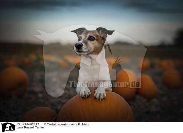 Jack Russell Terrier / Jack Russell Terrier / KAM-02177