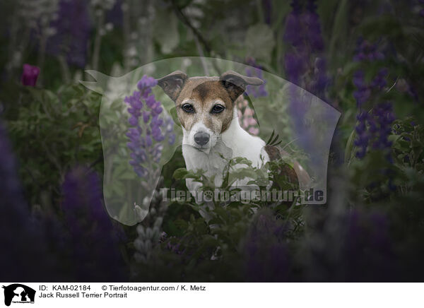 Jack Russell Terrier Portrait / Jack Russell Terrier Portrait / KAM-02184