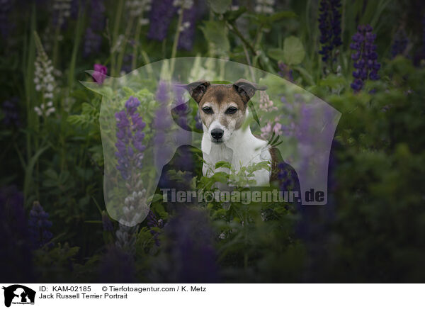Jack Russell Terrier Portrait / Jack Russell Terrier Portrait / KAM-02185