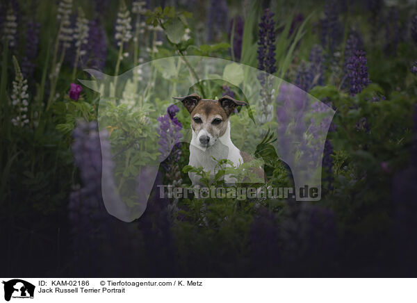 Jack Russell Terrier Portrait / Jack Russell Terrier Portrait / KAM-02186