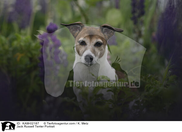 Jack Russell Terrier Portrait / Jack Russell Terrier Portrait / KAM-02187