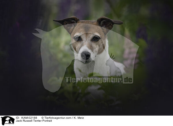 Jack Russell Terrier Portrait / Jack Russell Terrier Portrait / KAM-02188