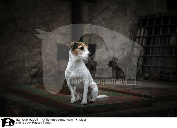 sitzender Jack Russell Terrier / sitting Jack Russell Terrier / KAM-02205