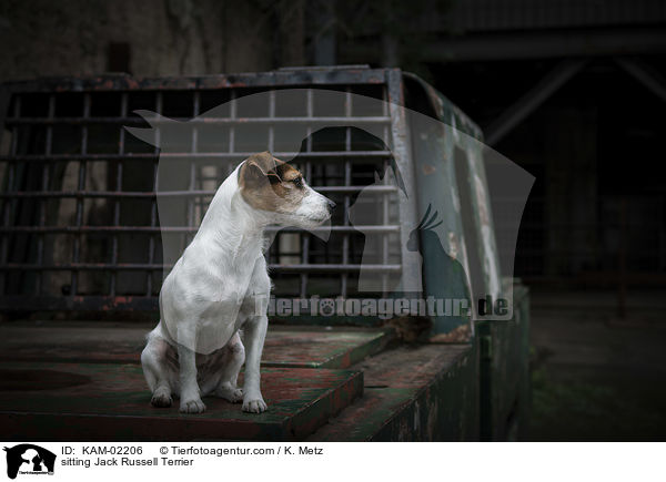 sitzender Jack Russell Terrier / sitting Jack Russell Terrier / KAM-02206