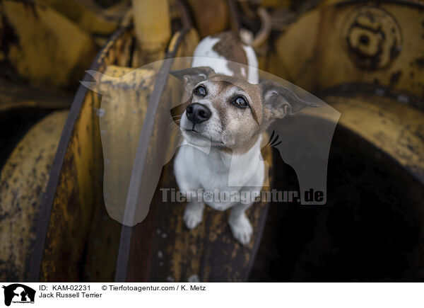 Jack Russell Terrier / Jack Russell Terrier / KAM-02231