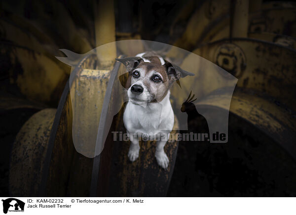 Jack Russell Terrier / Jack Russell Terrier / KAM-02232