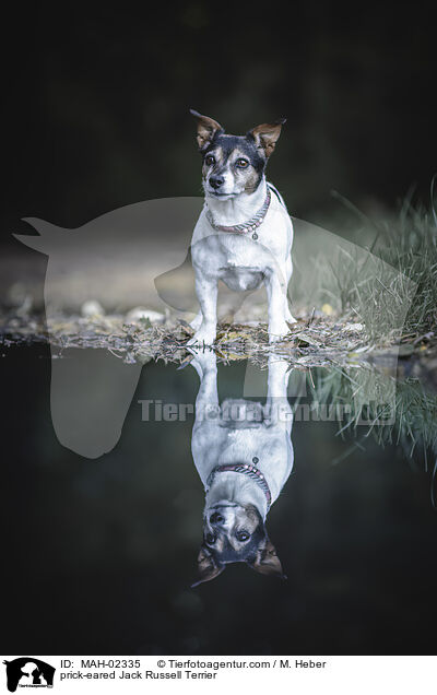 Jack Russell Terrier mit Stehohren / prick-eared Jack Russell Terrier / MAH-02335