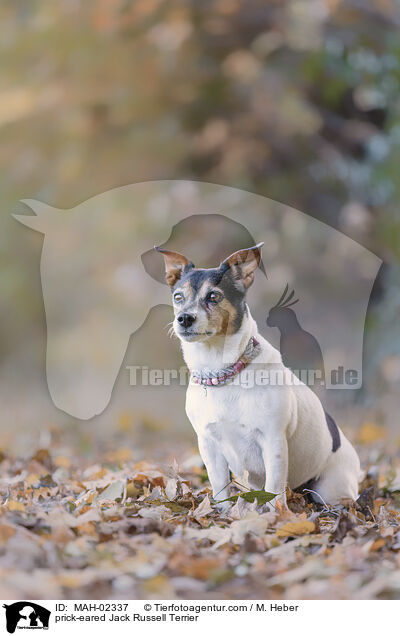 Jack Russell Terrier mit Stehohren / prick-eared Jack Russell Terrier / MAH-02337