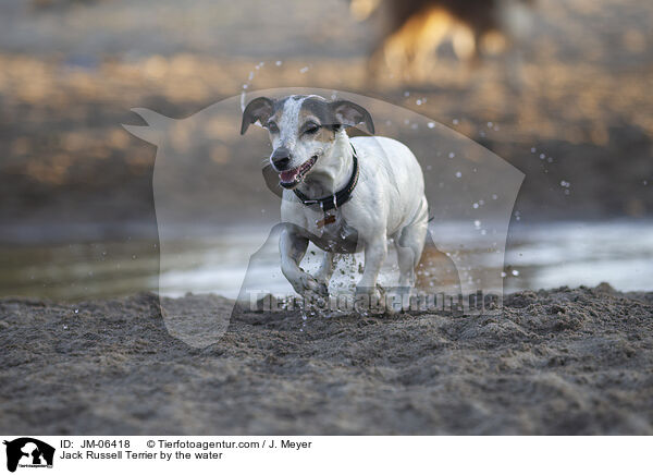 Jack Russell Terrier am Wasser / Jack Russell Terrier by the water / JM-06418