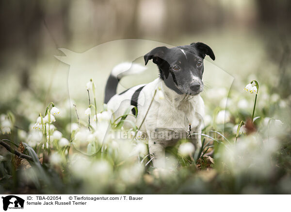Jack Russell Terrier Hndin / female Jack Russell Terrier / TBA-02054
