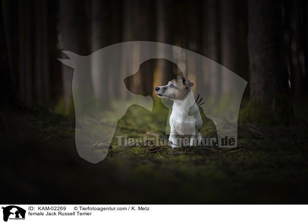 Jack Russell Terrier Hndin / female Jack Russell Terrier / KAM-02269