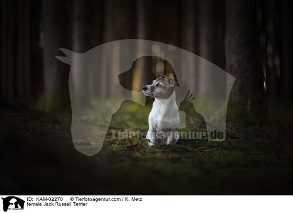 Jack Russell Terrier Hndin / female Jack Russell Terrier / KAM-02270