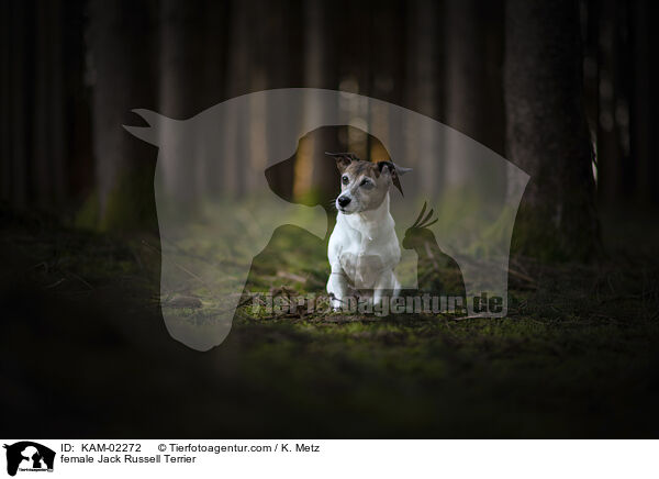 Jack Russell Terrier Hndin / female Jack Russell Terrier / KAM-02272