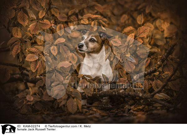 Jack Russell Terrier Hndin / female Jack Russell Terrier / KAM-02274