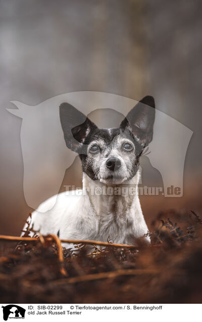 alter Jack Russell Terrier / old Jack Russell Terrier / SIB-02299