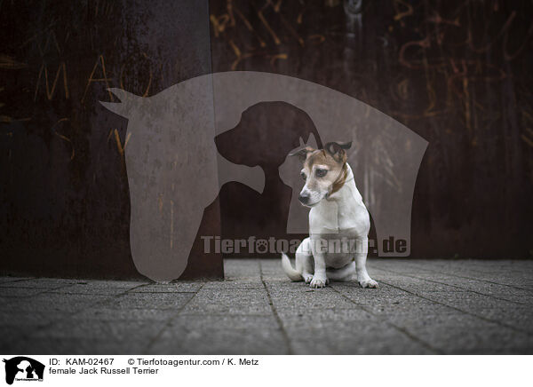Jack Russell Terrier Hndin / female Jack Russell Terrier / KAM-02467