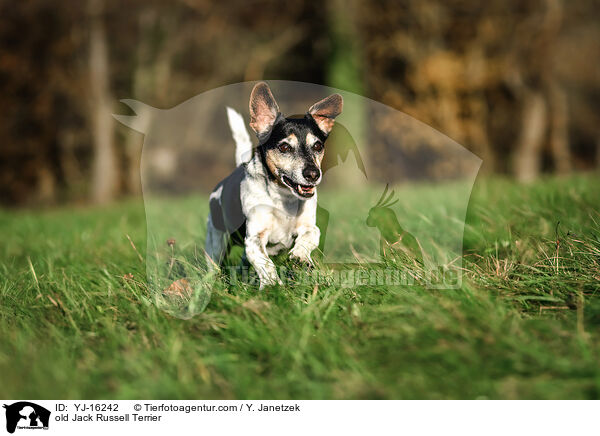 old Jack Russell Terrier / YJ-16242