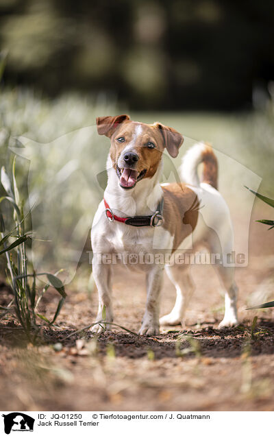 Jack Russell Terrier / Jack Russell Terrier / JQ-01250