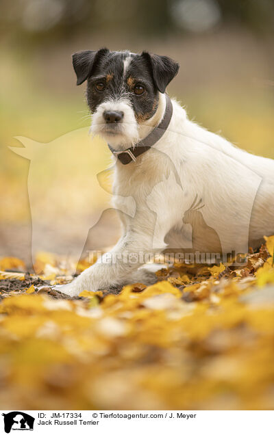 Jack Russell Terrier / JM-17334