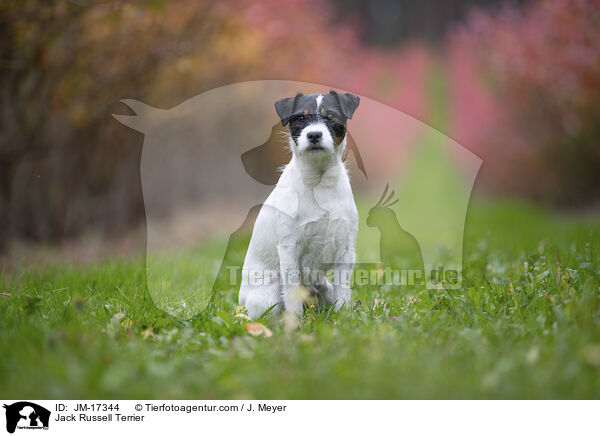 Jack Russell Terrier / JM-17344