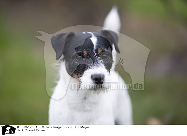 Jack Russell Terrier / JM-17351
