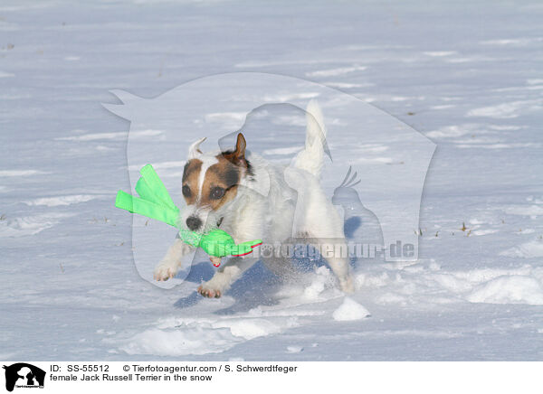 Jack Russell Terrier Hndin im Schnee / female Jack Russell Terrier in the snow / SS-55512