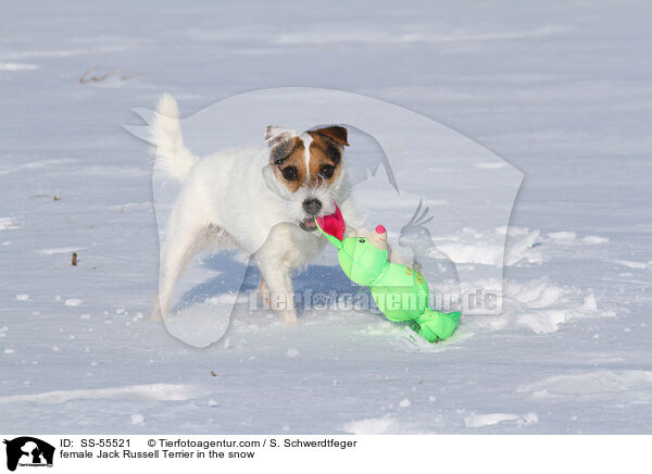 Jack Russell Terrier Hndin im Schnee / female Jack Russell Terrier in the snow / SS-55521