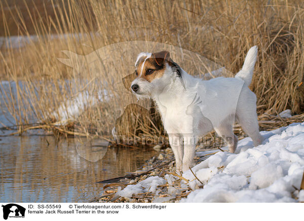 Jack Russell Terrier Hndin im Schnee / female Jack Russell Terrier in the snow / SS-55549