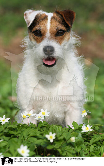 Jack Russell Terrier Hndin im Frhling / female Jack Russell Terrier in spring / SS-55627