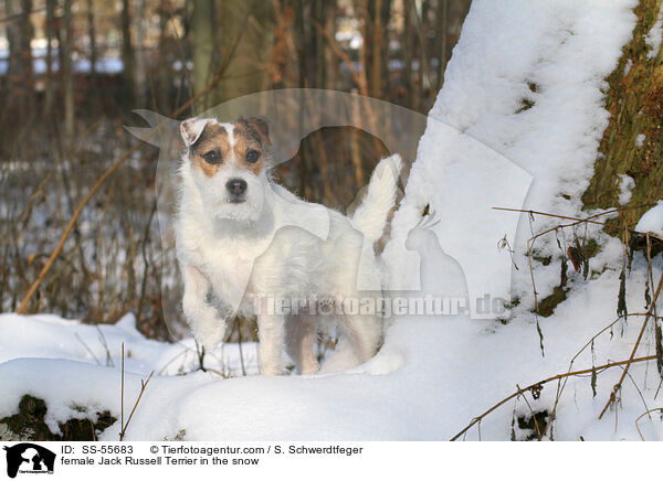 Jack Russell Terrier Hndin im Schnee / female Jack Russell Terrier in the snow / SS-55683