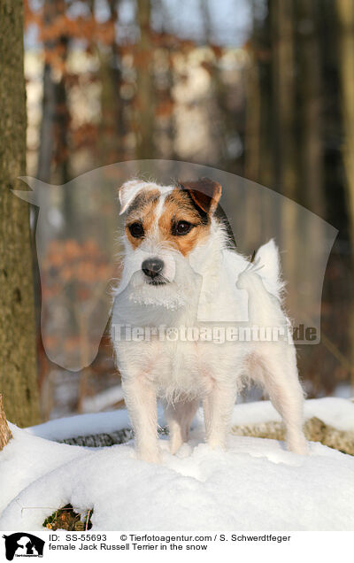 Jack Russell Terrier Hndin im Schnee / female Jack Russell Terrier in the snow / SS-55693