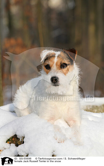 Jack Russell Terrier Hndin im Schnee / female Jack Russell Terrier in the snow / SS-55696