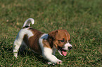 Jack Russell Terrier Puppy