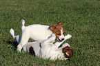 playing Jack Russell Terrier