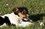 lying Jack Russell Terrier puppy