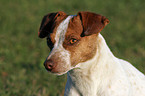 Jack Russell Terrier Portrait