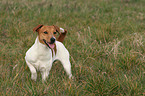 standing Jack Russell Terrier