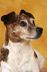 Jack Russell Terrier Portrait