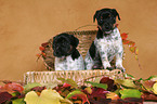 2 Jack Russell Terrier puppies in a basket