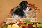 2 Jack Russell Terrier puppies in a basket