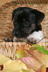 Jack Russell Terrier puppy in a basket