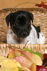 Jack Russell Terrier puppy in a basket