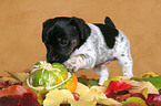 Jack Russell Terrier Puppy in autumn leaves