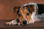 lying Jack Russell Terrier