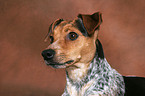 Jack Russell Terrier Portrait