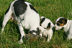 Jack Russell Terrier