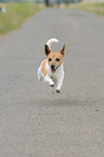 running Jack Russell Terrier