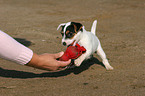 playing Jack Russell Terrier puppy