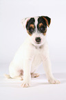 sitting Jack Russell Terrier Puppy